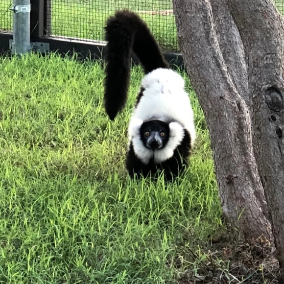 🐒 XL Black Crewneck Lemur Sweatshirt🧥 - Picture 16 of 16